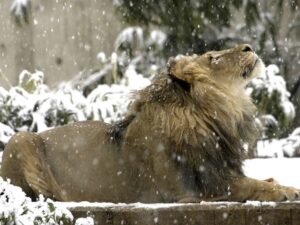 Лев в снегу фото